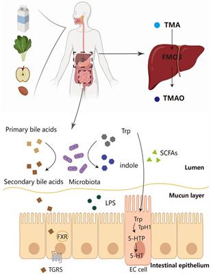 Modulation of adipose tissue metabolism by microbial-derived metabolites